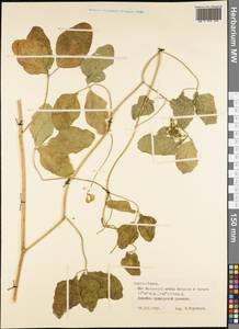 Magnoliopsida, Австралия и Океания (AUSTR) (Французская Полинезия)