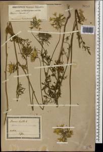 Морковь обыкновенная, Морковь дикая L., Кавказ, Грузия (K4) (Грузия)