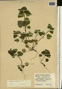 Яснотка пурпурная, Яснотка пурпуровая L., Восточная Европа, Северный район (E1) (Россия)