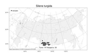 Silene turgida, Смолевка вздутая M. Bieb. ex Bunge, Атлас флоры России (FLORUS) (Россия)