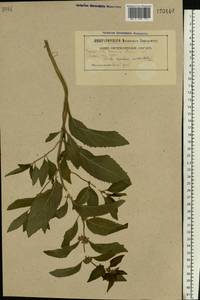 Mentha × verticillata L., Восточная Европа, Белоруссия (E3a) (Белоруссия)