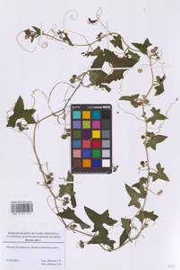 Переступень белый L., Восточная Европа, Московская область и Москва (E4a) (Россия)