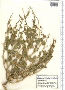 Cleome noeana subsp. noeana, Средняя Азия и Казахстан, Западный Тянь-Шань и Каратау (M3) (Таджикистан)