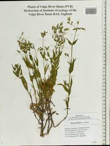 Смолевка обыкновенная, Хлопушка (Moench) Garcke, Восточная Европа, Средневолжский район (E8) (Россия)