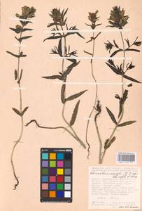 MHA 0 162 081, Rhinanthus serotinus var. vernalis (N. W. Zinger) Janch., Восточная Европа, Центральный лесостепной район (E6) (Россия)