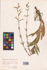 Смолевка клейкая (L.) Pers., Восточная Европа, Восточный район (E10) (Россия)