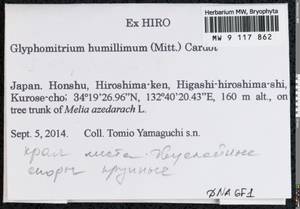 Glyphomitrium humillimum (Mitt.) Cardot, Гербарий мохообразных, Мхи - Азия (вне границ бывшего СССР) (BAs) (Япония)