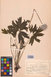 Прострел раскрытый, Сон-трава (L.) Mill., Восточная Европа, Центральный лесостепной район (E6) (Россия)