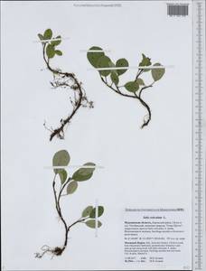 Ива сетчатая L., Восточная Европа, Северный район (E1) (Россия)