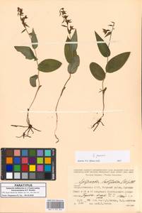 Epipactis persica (Soó) Hausskn. ex Nannf., Кавказ, Абхазия (K4a) (Абхазия)