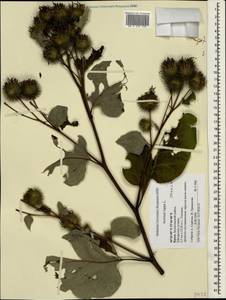 Лопух большой L., Крым (KRYM) (Россия)