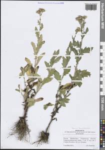 Jacobaea erucifolia subsp. grandidentata (Ledeb.) V.V.Fateryga & Fateryga, Восточная Европа, Средневолжский район (E8) (Россия)