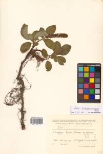 Salix nakamurana subsp. kurilensis (Koidz.) H. Ohashi, Сибирь, Дальний Восток (S6) (Россия)