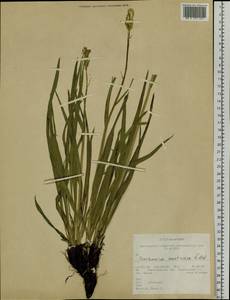 Takhtajaniantha austriaca (Willd.) Zaika, Sukhor. & N. Kilian, Сибирь, Западная Сибирь (S1) (Россия)