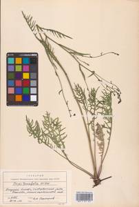 Crepidiastrum tenuifolium (Willd.) Sennikov, Сибирь, Дальний Восток (S6) (Россия)