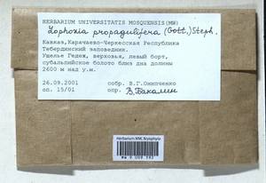 Lophoziopsis propagulifera (Gottsche) Konstant. & Vilnet, Гербарий мохообразных, Мхи - Северный Кавказ и Предкавказье (B12) (Россия)