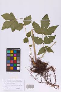 Таволга вязолистная (L.) Maxim., Восточная Европа, Московская область и Москва (E4a) (Россия)