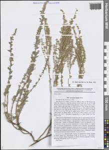 Полынь холодная Willd., Средняя Азия и Казахстан, Джунгарский Алатау и Тарбагатай (M5) (Казахстан)