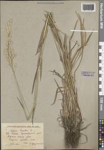 Бухарник шерстистый L., Кавказ, Краснодарский край и Адыгея (K1a) (Россия)
