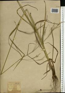Lolium giganteum (L.) Darbysh., Восточная Европа, Южно-Украинский район (E12) (Украина)