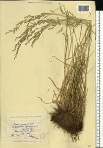 Lolium pratense (Huds.) Darbysh., Восточная Европа, Северо-Украинский район (E11) (Украина)