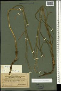 Манник замеченный Chevall., Кавказ, Азербайджан (K6) (Азербайджан)