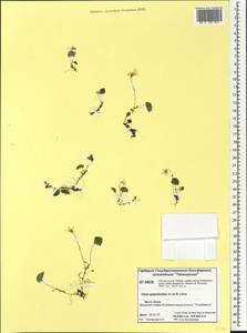 Viola epipsila subsp. repens (Turcz.) W. Becker, Сибирь, Центральная Сибирь (S3) (Россия)