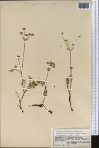 Бороздоплодник розовый Korovin, Средняя Азия и Казахстан, Памир и Памиро-Алай (M2) (Киргизия)