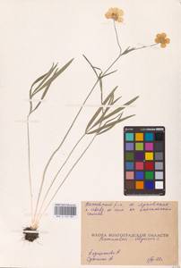 Лютик иллирийский L., Восточная Европа, Нижневолжский район (E9) (Россия)