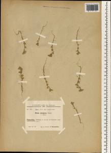 Minuartia decipiens subsp. decipiens, Зарубежная Азия (ASIA) (Израиль)