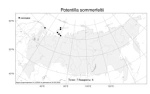Potentilla sommerfeltii Lehm., Атлас флоры России (FLORUS) (Россия)