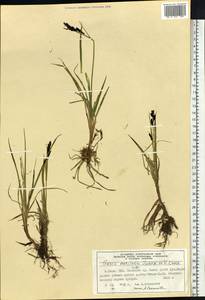 Carex bigelowii subsp. ensifolia (Turcz. ex Gorodkov) Holub, Сибирь, Алтай и Саяны (S2) (Россия)