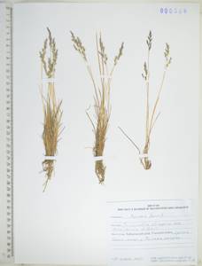 KHA6586, Бескильница ползучая (Trin.) Scribn. & Merr., Сибирь, Дальний Восток (S6) (Россия)