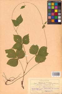 Костяника каменистая L., Восточная Европа, Центральный район (E4) (Россия)