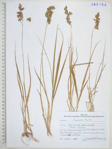Anthoxanthum glabrum (Trin.) Veldkamp, Сибирь, Дальний Восток (S6) (Россия)