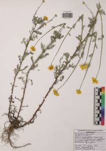 Cota tinctoria subsp. tinctoria, Восточная Европа, Центральный район (E4) (Россия)