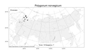 Polygonum norvegicum, Спорыш норвежский (Sam.) Sam. ex Lid, Атлас флоры России (FLORUS) (Россия)