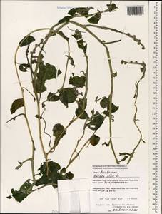 Basella alba L., Зарубежная Азия (ASIA) (Филиппины)