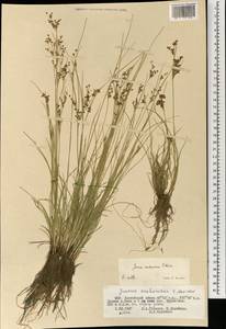 Ситник орхонский Novikov, Монголия (MONG) (Монголия)