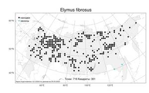 Elymus fibrosus, Пырейник волокнистый (Schrenk) Tzvelev, Атлас флоры России (FLORUS) (Россия)