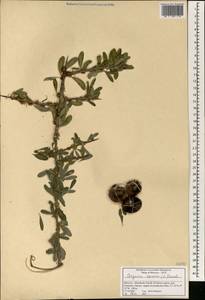 Argania spinosa (L.) Skeels, Африка (AFR) (Марокко)