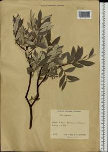 Ива лопарская L., Восточная Европа, Центральный район (E4) (Россия)