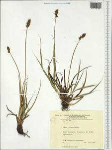 Carex leersii F.W.Schultz, nom. cons., Западная Европа (EUR) (Германия)
