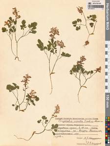Corydalis turtschaninovii subsp. turtschaninovii, Сибирь, Дальний Восток (S6) (Россия)