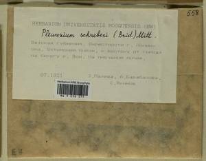 Pleurozium schreberi (Willd. ex Brid.) Mitt., Гербарий мохообразных, Мхи - Пермский край, Удмуртия, Свердловская и Кировская области (B8) (Россия)