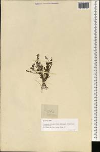 Centipeda minima subsp. minima, Зарубежная Азия (ASIA) (Филиппины)