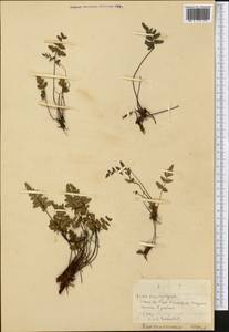 Polypodiopsida, Америка (AMER) (Куба)