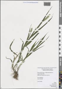 Щетинник зеленый (L.) P.Beauv., Восточная Европа, Московская область и Москва (E4a) (Россия)