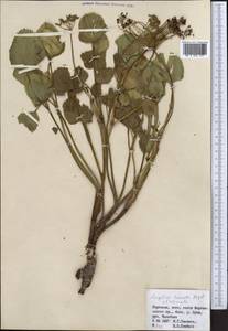 Дудник тройчатый Regel & Schmalh., Средняя Азия и Казахстан, Северный и Центральный Тянь-Шань (M4) (Киргизия)