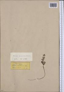 Echium arenarium Guss., Западная Европа (EUR) (Греция)